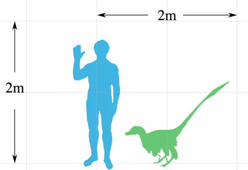 velociraptor-size